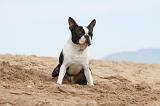 BOSTON TERRIER 423